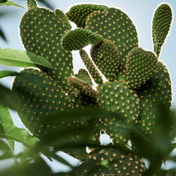 dracena marginata sunray Dracaena marginata 'Ray of Sunshine' tips 10