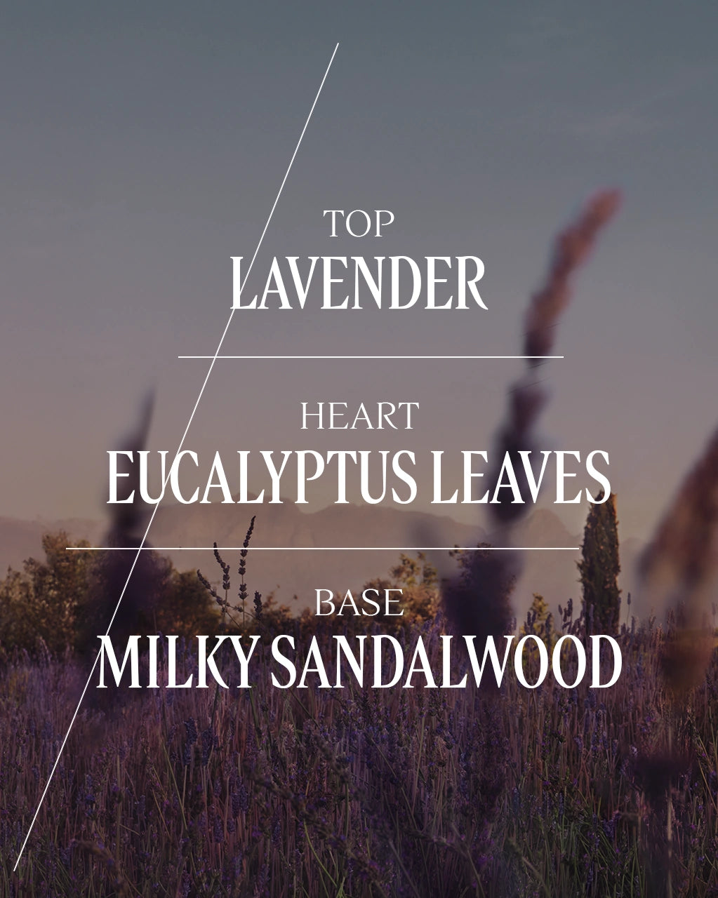 L'Occitane en Provence - Lavender