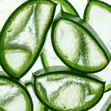 Featured Ingredient - L'Occitane