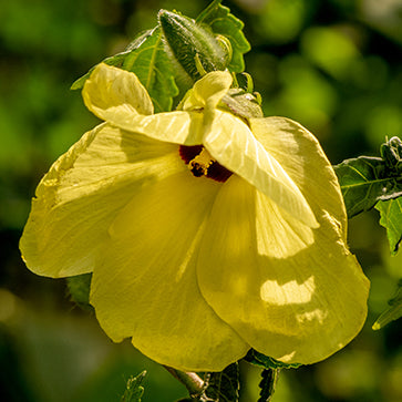 Featured Ingredient - L'Occitane