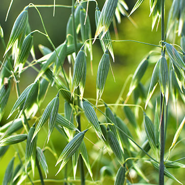  Featured Ingredient - L'Occitane