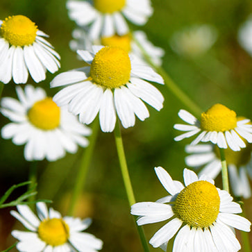 Featured Ingredient - L'Occitane
