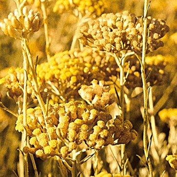 Featured Ingredient - L'Occitane