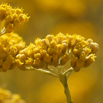 Featured Ingredient - L'Occitane