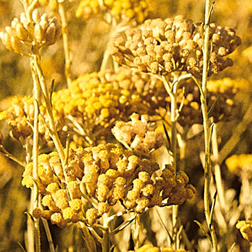 Featured Ingredient - L'Occitane