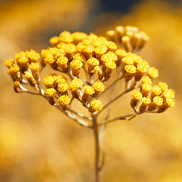  Featured Ingredient - L'Occitane