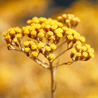 Immortelle_Corsica Featured Ingredient - L'Occitane