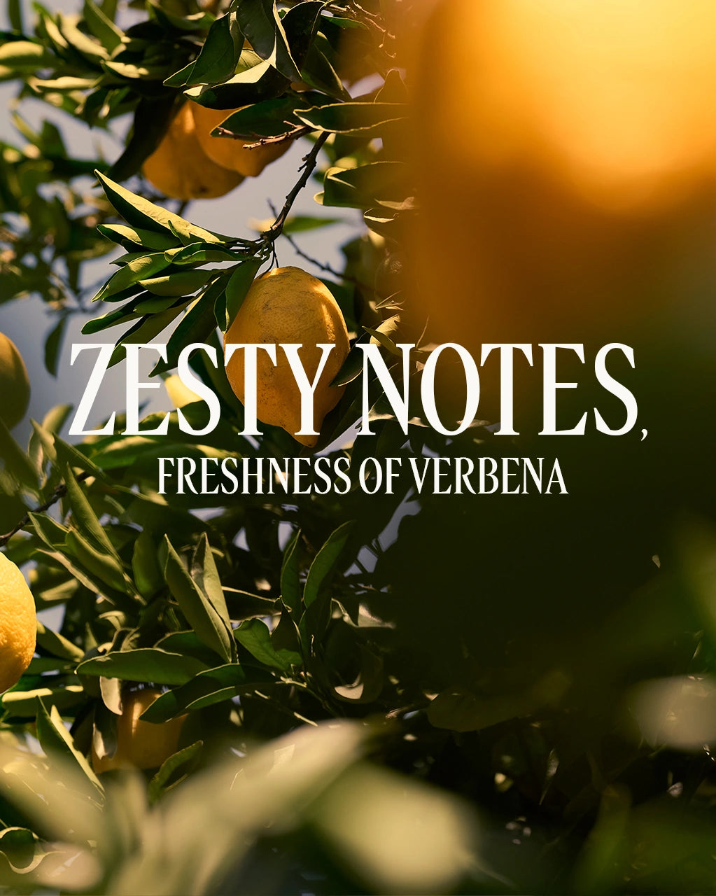 L'Occitane en Provence Malta - Citrus Verbena