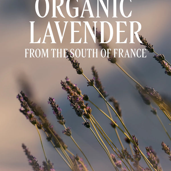 L'Occitane en Provence - Lavender