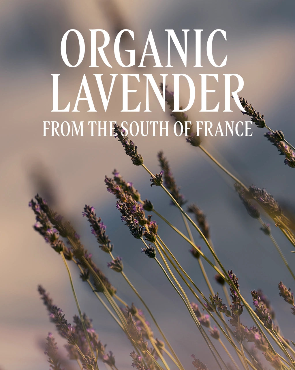 L'Occitane en Provence - Lavender