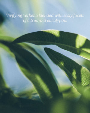 Verbena Liquid Hand Soap