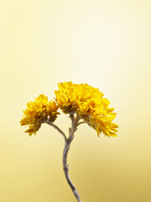 Immortelle Pro-Youth Serum