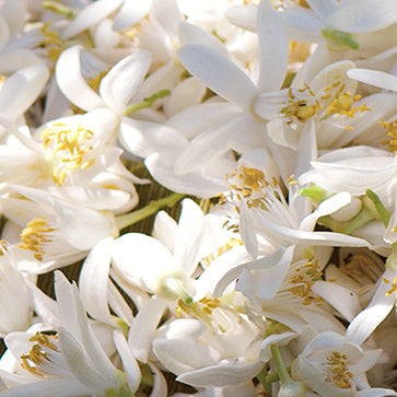 Featured Ingredient - L'Occitane