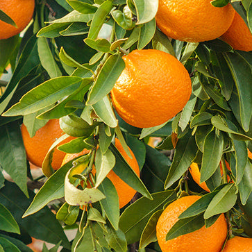 Featured Ingredient - L'Occitane