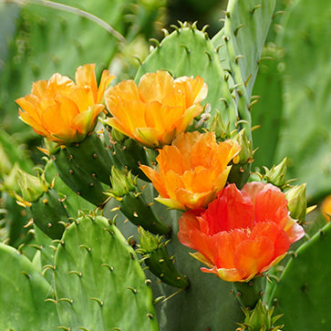  Featured Ingredient - L'Occitane