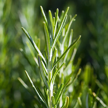 Featured Ingredient - L'Occitane