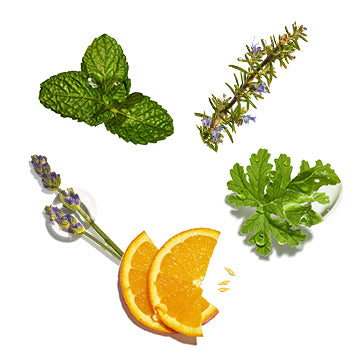  Featured Ingredient - L'Occitane