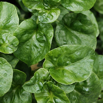  Featured Ingredient - L'Occitane